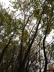 Salix caprea