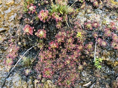 Drosera pygmaea