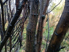 Salix caprea