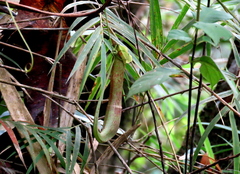 Nepenthes