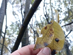 Salix caprea