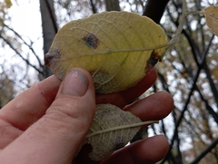 Salix caprea
