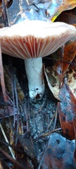 Russulaceae