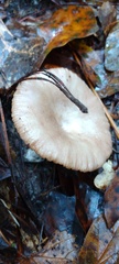 Russulaceae