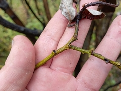 Salix caprea