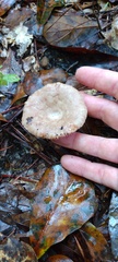Russulaceae