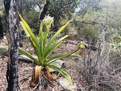 Crinum pedunculatum