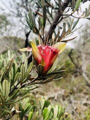 Lambertia formosa