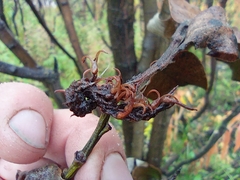 Salix caprea