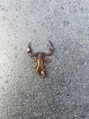 Euscorpius