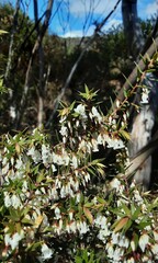 Styphelia setigera