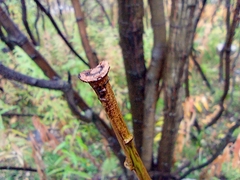 Salix caprea