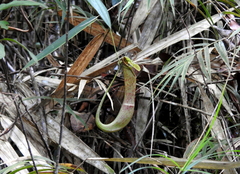 Nepenthes