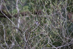 Phylidonyris novaehollandiae