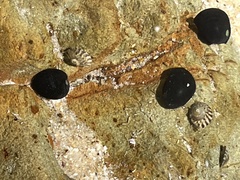 Nerita melanotragus