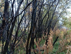 Salix caprea