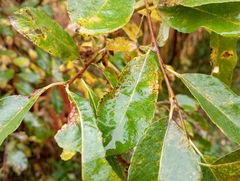 Salix caprea