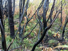 Salix caprea