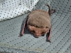 Nyctophilus geoffroyi