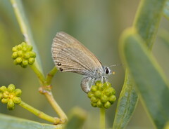 Nacaduba biocellata