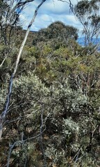 Styphelia setigera