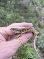 Lacerta viridis