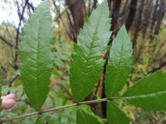 Sorbus