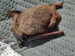 Nyctophilus geoffroyi