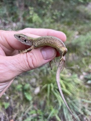 Lacerta viridis