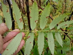 Sorbus