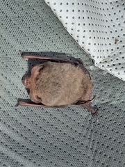 Nyctophilus geoffroyi