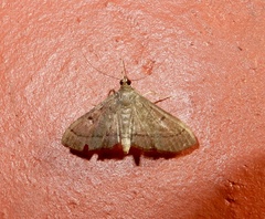 Bradina admixtalis