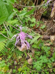 Centaurea phrygia phrygia