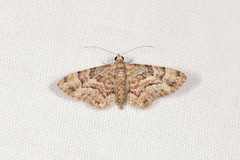 Gymnoscelis lophopus