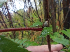 Sorbus
