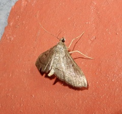 Bradina admixtalis