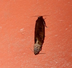 Cryptaspasma