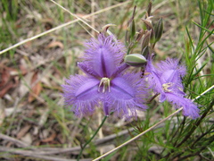 Thysanotus