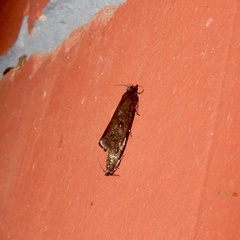 Cryptaspasma