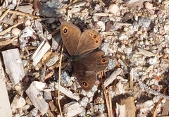 Lasiommata petropolitana