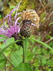 Centaurea phrygia phrygia