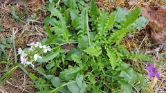 Arabidopsis arenosa arenosa