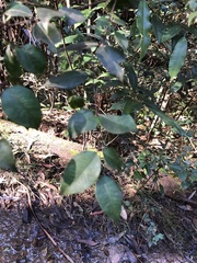 Backhousia myrtifolia