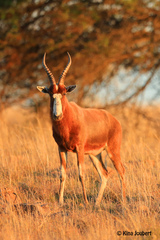 Damaliscus pygargus phillipsi