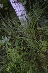Carex acuta