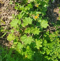 Malva parviflora