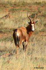 Damaliscus pygargus phillipsi