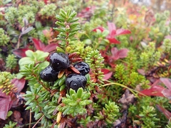 Empetrum nigrum