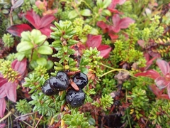 Empetrum nigrum