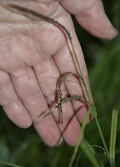 Carex acuta
